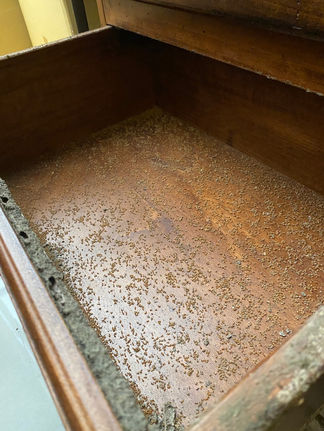 20250301白蟻防治的第2張圖片